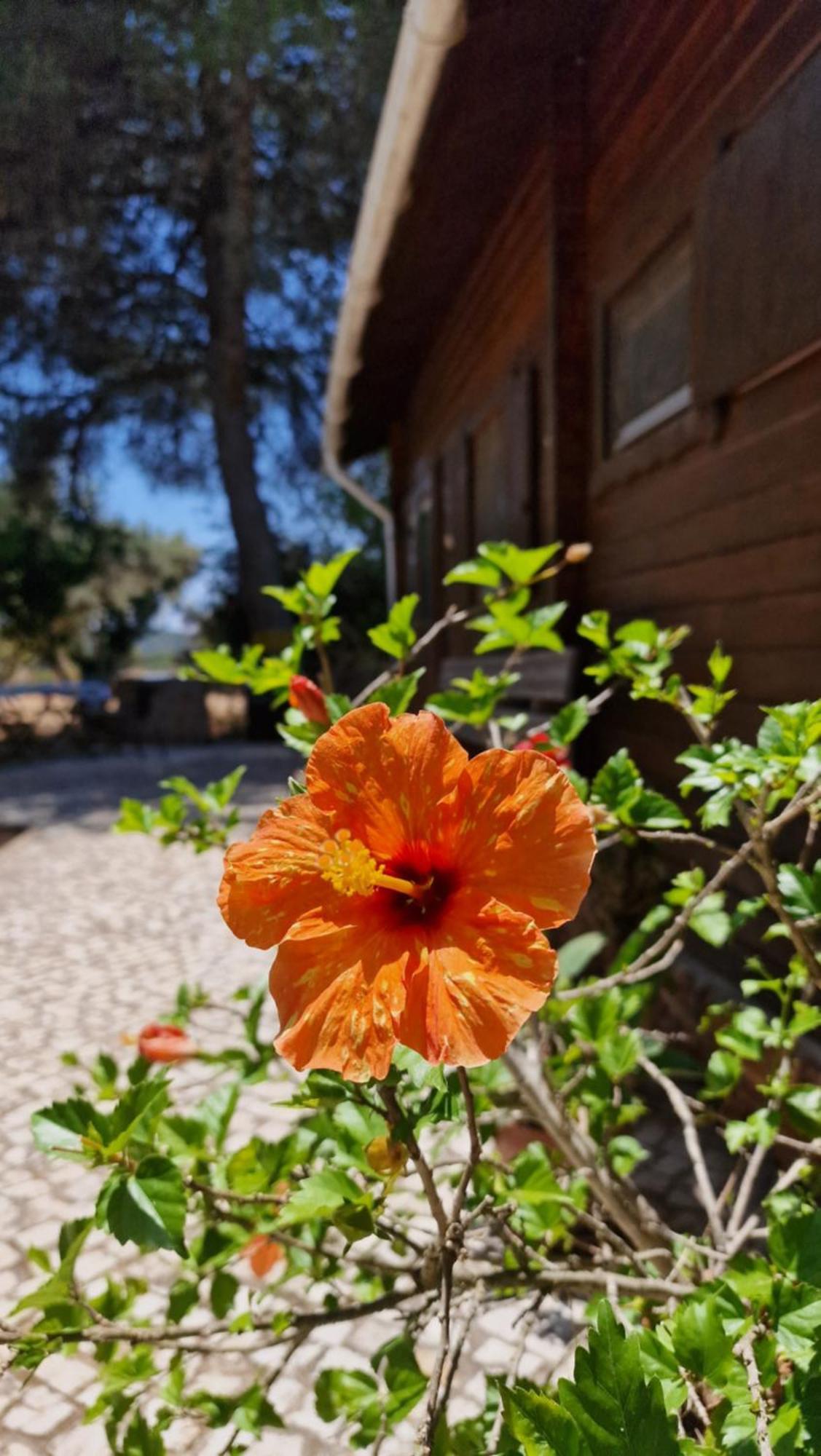 Chalet Villa Mosquito سيلفيس المظهر الخارجي الصورة